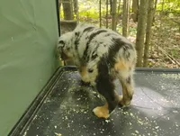 Blue Merle Boy 1, a male Australian Shepherd for sale in Antigo, WI – 3 of 10