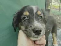 Black Tri Girl, a female Australian Shepherd for sale in Antigo, WI – 6 of 10