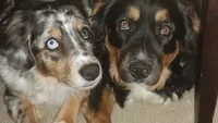 Black Tri Boy , a male Australian Shepherd for sale in Antigo, WI – 8 of 10