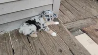 Blue Merle Girl, a female Australian Shepherd for sale in Antigo, WI – 2 of 10