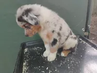 Blue Merle Girl, a female Australian Shepherd for sale in Antigo, WI – 5 of 10