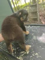Blackface Boy, a male Australian Shepherd for sale in Antigo, WI – 7 of 10