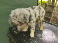 Blue Merle Boy 1, a male Australian Shepherd for sale in Antigo, WI – 4 of 10
