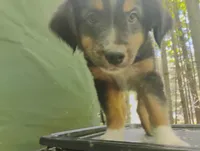 Black Tri Boy , a male Australian Shepherd for sale in Antigo, WI – 2 of 10