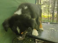 Black Tri Girl, a female Australian Shepherd for sale in Antigo, WI – 5 of 10