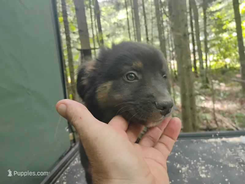 Blackface Boy – Australian Shepherd puppy for sale in Antigo, WI