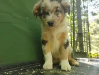 Blue Merle Girl, a female Australian Shepherd for sale in Antigo, WI – 8 of 10