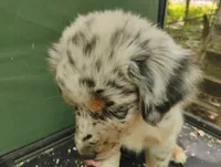 Blue Merle Boy 1, a male Australian Shepherd for sale in Antigo, WI – 7 of 10