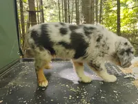 Blue Merle Boy 1, a male Australian Shepherd for sale in Antigo, WI – 2 of 10