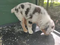 Blue Merle Girl, a female Australian Shepherd for sale in Antigo, WI – 6 of 10