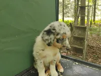 Blue Merle Boy 1, a male Australian Shepherd for sale in Antigo, WI – 6 of 10