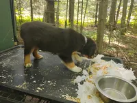 Black Tri Boy , a male Australian Shepherd for sale in Antigo, WI – 5 of 10