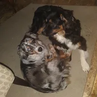 Blue Merle Girl, a female Australian Shepherd for sale in Antigo, WI – 10 of 10