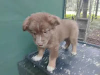 Red Boy, a female Australian Shepherd for sale in Antigo, WI – 9 of 10