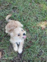 Major, a male Yorkshire Terrier for sale in Enterprise, AL – 4 of 4