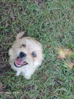 Major, a male Yorkshire Terrier for sale in Enterprise, AL – 3 of 4