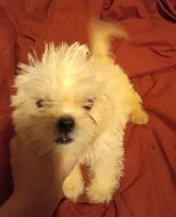 Gypsy , a female Peekapoo for sale in Enterprise, AL – 2 of 2