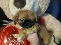 Doc, a male Shih Tzu for sale in Enterprise, AL – 4 of 6