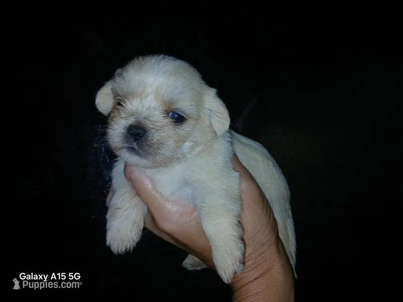 Daisy – Shih Tzu puppy for sale in Enterprise, AL