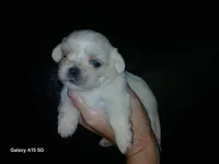 Daisy, a female Shih Tzu for sale in Enterprise, AL – 1 of 1