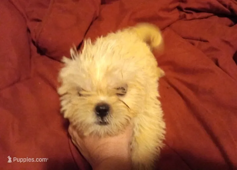 Gypsy  – Peekapoo puppy for sale in Enterprise, AL