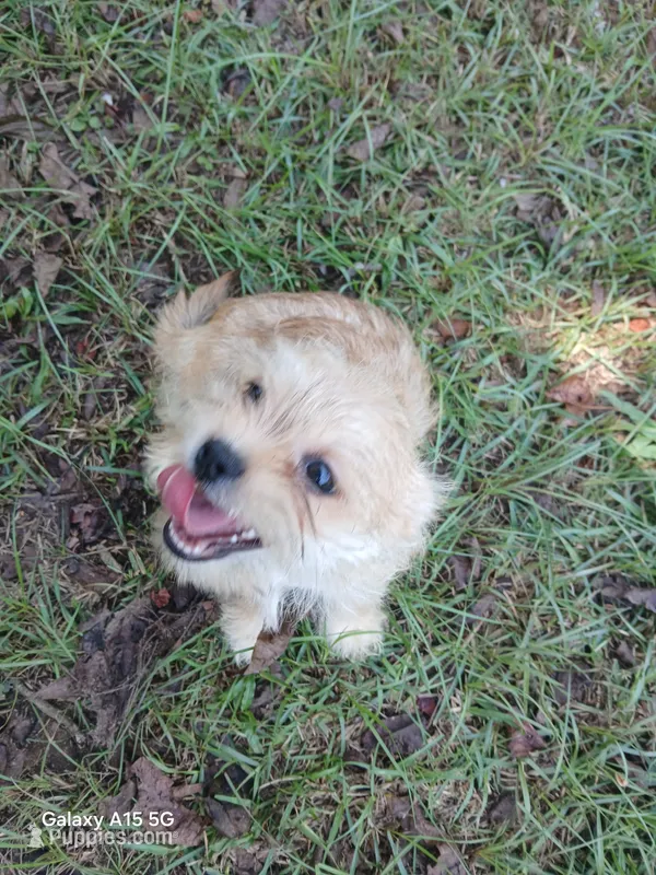 Major – Yorkshire Terrier puppy for sale in Enterprise, AL