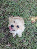 Major, a male Yorkshire Terrier for sale in Enterprise, AL – 1 of 4