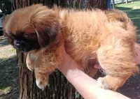 Doc, a male Shih Tzu for sale in Enterprise, AL – 2 of 6