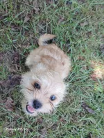 Major, a male Yorkshire Terrier for sale in Enterprise, AL – 2 of 4