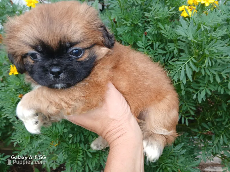 Doc – Shih Tzu puppy for sale in Enterprise, AL