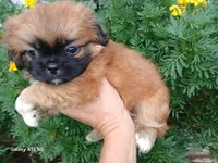Doc, a male Shih Tzu for sale in Enterprise, AL – 1 of 1