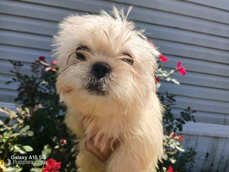 Gypsy  – Peekapoo puppy for sale in Enterprise, AL