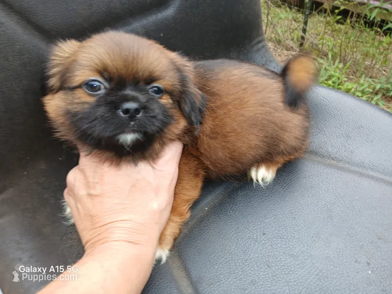 Blaze – Shih Tzu puppy for sale in Enterprise, AL