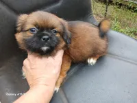 Blaze, a male Shih Tzu for sale in Enterprise, AL – 1 of 2