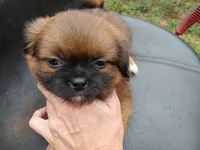 Blaze, a male Shih Tzu for sale in Enterprise, AL – 2 of 2