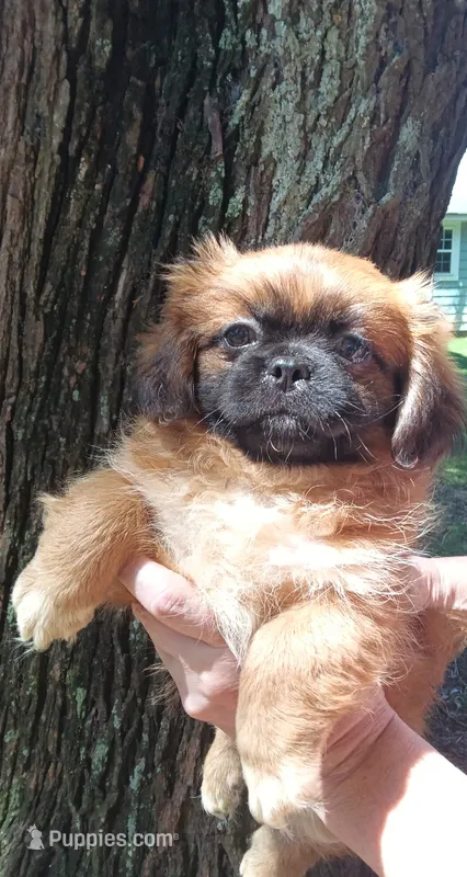Doc – Shih Tzu puppy for sale in Enterprise, AL