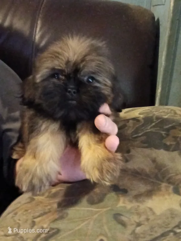 Remii – Peekapoo puppy for sale in Enterprise, AL