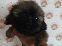 Remii, a female Peekapoo for sale in Enterprise, AL – 1 of 2