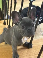 Gizmo, a male French Bulldog for sale in Sevierville, TN – 3 of 4