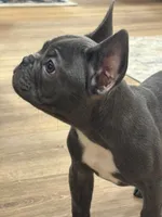 Gizmo, a male French Bulldog for sale in Sevierville, TN – 2 of 4