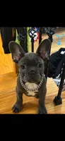 Gizmo, a male French Bulldog for sale in Sevierville, TN – 4 of 4