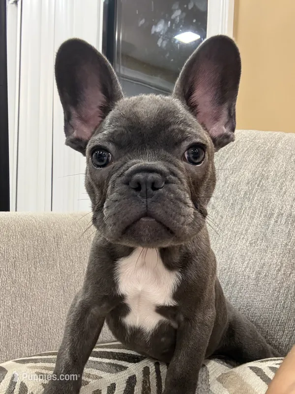 Gizmo – French Bulldog puppy for sale in Sevierville, TN