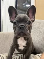 Gizmo, a male French Bulldog for sale in Sevierville, TN – 1 of 4