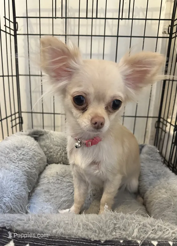 Elsa – Chihuahua puppy for sale in Fort Wayne, IN