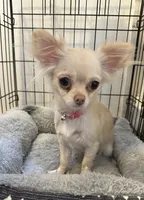 Elsa, a female Chihuahua for sale in Fort Wayne, IN – 1 of 2