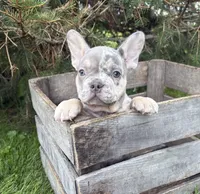 Nova, a female French Bulldog for sale in Fort Wayne, IN – 4 of 7