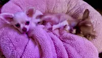 Anna, a female Chihuahua for sale in Fort Wayne, IN – 2 of 2