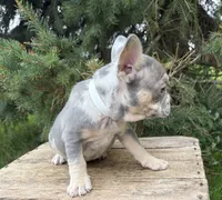 Nova, a female French Bulldog for sale in Fort Wayne, IN – 2 of 7
