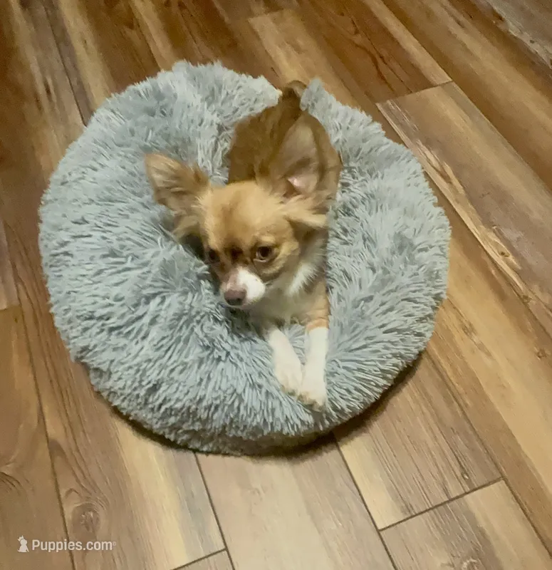 Anna – Chihuahua puppy for sale in Fort Wayne, IN