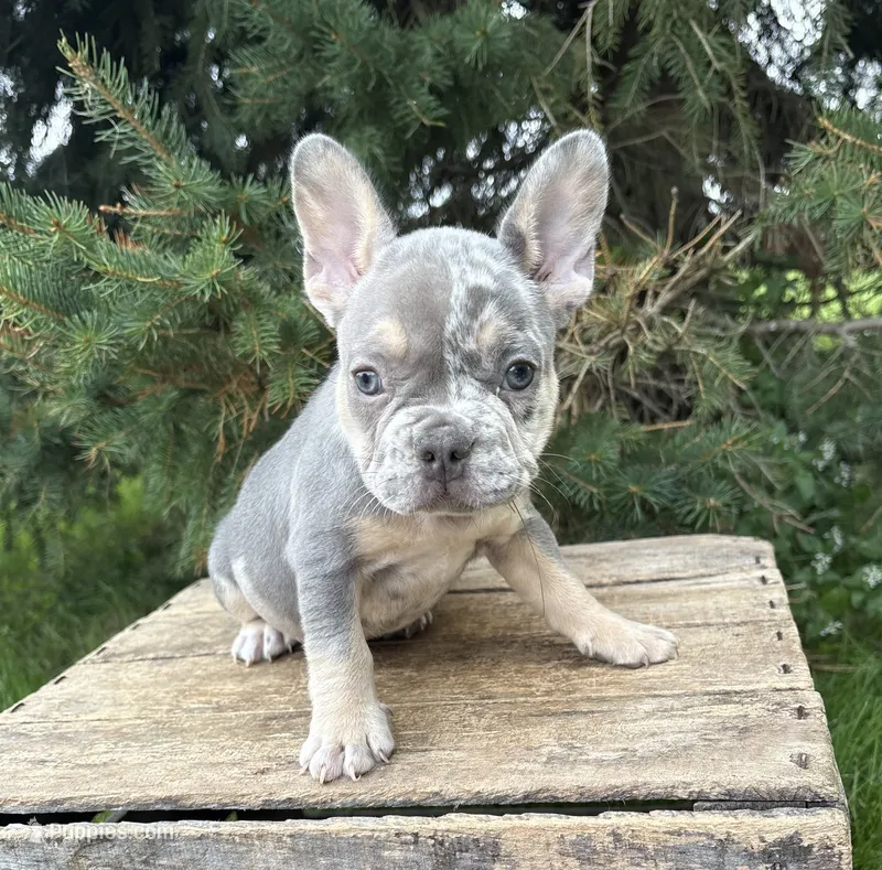 Nova – French Bulldog puppy for sale in Fort Wayne, IN